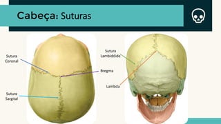 Cabeça: Suturas
Sutura
Coronal
Sutura
Sargital
Sutura
Lambidóide
Lambda
Bregma
 