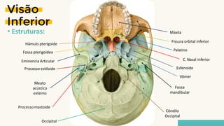 Visão
Inferior
• Estruturas:
Processo mastoide
Processo estiloide
Vômer
Esfenoide
Côndilo
Occipital
Fissura orbital inferior
Maxila
Palatino
Occipital
C. Nasal inferior
Meato
acústico
externo
Fossa
mandibular
Fossa pterigoidea
Eminencia Articular
Hâmulo pterigoide
 