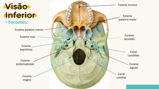 Forame
estilomastoide
Forame
magno
Forame
lacerado
Canal
carotídeo
Forame
jugular
Forame
espinhoso
Forame oval
Canal
condilar
Visão
Inferior
• Forames:
Forame Incisivo
Forame
palatino maior
Forame palatino menor
 