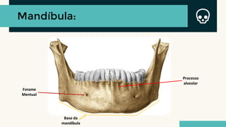 Mandíbula:
Forame
Mentual
Processo
alveolar
Base da
mandíbula
 