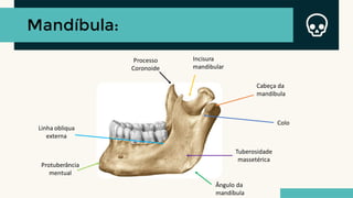 Mandíbula:
Cabeça da
mandíbula
Processo
Coronoide
Incisura
mandibular
Linha obliqua
externa
Colo
Ângulo da
mandíbula
Protuberância
mentual
Tuberosidade
massetérica
 