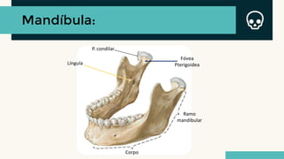 Mandíbula:
Ramo
mandibular
Corpo
Língula
P. condilar
Fóvea
Pterigoidea
 