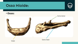 Osso Hioide:
• Ossos:
Corno menor
Corpo
Corno maior
 