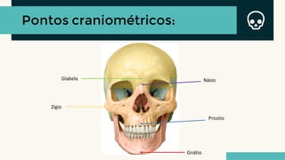 Pontos craniométricos:
Zígio
Násio
Glabela
Gnátio
Prostio
 