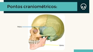 Pontos craniométricos:
Gônio
Ptério
 