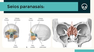 Seios paranasais:
 