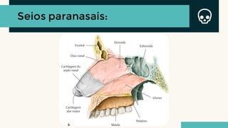 Seios paranasais:
 