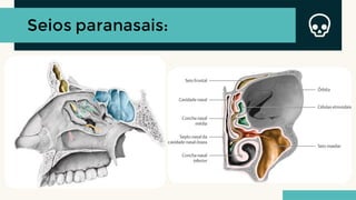 Seios paranasais:
 