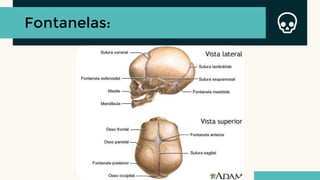 Fontanelas:
 