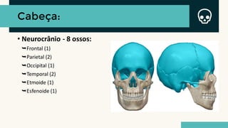 Cabeça:
• Neurocrânio - 8 ossos:
⮩Frontal (1)
⮩Parietal (2)
⮩Occipital (1)
⮩Temporal (2)
⮩Etmoide (1)
⮩Esfenoide (1)
 