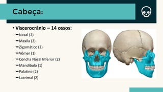 Cabeça:
• Viscerocrânio – 14 ossos:
⮩Nasal (2)
⮩Maxila (2)
⮩Zigomático (2)
⮩Vômer (1)
⮩Concha Nasal Inferior (2)
⮩Mandíbula (1)
⮩Palatino (2)
⮩Lacrimal (2)
 