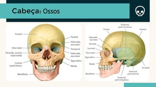 Cabeça: Ossos
 