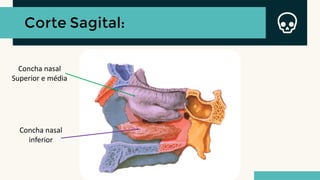 Corte Sagital:
Concha nasal
Superior e média
Concha nasal
inferior
 