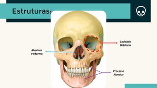 Estruturas:
Cavidade
Orbitária
Abertura
Piriforme
Processo
Alveolar
 