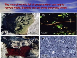 The natural world is full of bacteria which can help to
recycle waste. Bacteria can eat some surprising things!
 