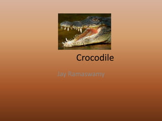 Crocodile Jay Ramaswamy 