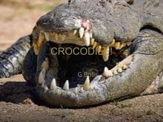 CROCODILE! By : G Bolis 