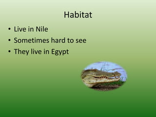 HabitatLive in NileSometimes hard to seeThey live in Egypt