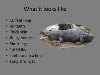 What it looks like16 feet long60 teethThick skinBulky bodiesShort legs1,650 lbsTeeth are in a lineLong strong tail