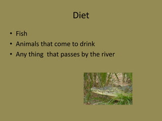 DietFishAnimals that come to drink Any thing that passes by the river