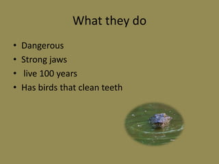 What they doDangerousStrong jaws live 100 yearsHas birds that clean teeth
