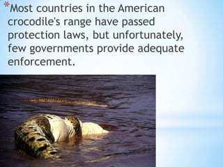 *Most countries in the American
crocodile's range have passed
protection laws, but unfortunately,
few governments provide adequate
enforcement.
 