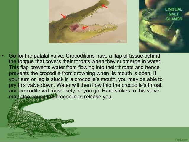 Crocodile
