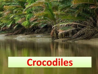 Crocodiles
 