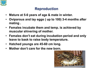 Reproduction
• Mature at 5-6 years of age & mate in winter.
• Oviparous and lay eggs ( up to 100) 3-4 months after
mating .
• Females incubate them and temp. is achieved by
muscular shivering of mother.
• Females don’t eat during incubation period and only
leave to bask to raise body temperature.
• Hatched youngs are 45-60 cm long.
• Mother don’t care for the new born.
 