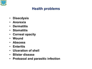 Health problems
• Disecdysis
• Anorexia
• Dermatitis
• Stomatitis
• Corneal opacity
• Wound
• Abscess
• Enteritis
• Ulceration of shell
• Blister disease
• Protozoal and parasitic infection
 