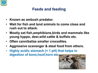 Feeds and feeding
• Known as ambush predator.
• Wait for fish and land animals to come close and
rush out to attack.
• Mostly eat fish,amphibians,birds and mammals like
young hyppo, deer,wild cattle & buffalo etc.
• Often cannibalize smaller crocodiles.
• Aggressive scavenger & steal food from others.
• Highly acidic stomach (< 1 pH) that helps in
digestion of bone,hoof,horn etc.
 