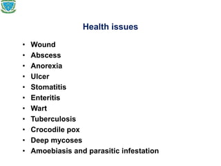 Health issues
• Wound
• Abscess
• Anorexia
• Ulcer
• Stomatitis
• Enteritis
• Wart
• Tuberculosis
• Crocodile pox
• Deep mycoses
• Amoebiasis and parasitic infestation
 