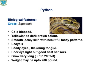 Python
Biological features:
Order: Squamata
• Cold blooded.
• Yellowish to dark brown colour.
• Smooth ,scaly skin with beautiful fancy patterns.
• Ecdysis
• Beady eyes , flickering tongue.
• Poor eyesight but good heat sensors.
• Grow very long ( upto 20 feet).
• Weight may be upto 200 pound.
 