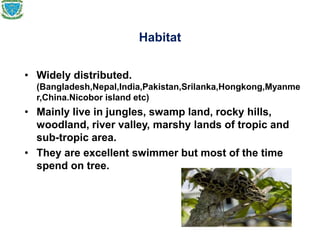 Habitat
• Widely distributed.
(Bangladesh,Nepal,India,Pakistan,Srilanka,Hongkong,Myanme
r,China.Nicobor island etc)
• Mainly live in jungles, swamp land, rocky hills,
woodland, river valley, marshy lands of tropic and
sub-tropic area.
• They are excellent swimmer but most of the time
spend on tree.
 