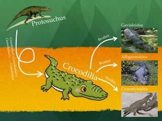 Protosuchus Gavialoidea Brother Alligatoroidea Grandfather’s Grandfather’s  Grandfather’s ….. Grandfather Brother Crocodilia Brother Crocodyloidea 