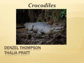 Crocodiles




DENZEL THOMPSON
THALIA PRATT
 
