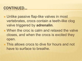 CONTINUED...

 Unlike passive flap-like valves in most
  vertebrates, crocs contain a teeth-like clog
  valve triggered by adrenalin.
 When the croc is calm and relaxed the valve
  closes, and when the crocs is excited they
  open.
 This allows crocs to dive for hours and not
  have to surface to breathe.
 