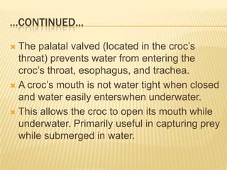 ...CONTINUED...

 The palatal valved (located in the croc’s
  throat) prevents water from entering the
  croc’s throat, esophagus, and trachea.
 A croc’s mouth is not water tight when closed
  and water easily enterswhen underwater.
 This allows the croc to open its mouth while
  underwater. Primarily useful in capturing prey
  while submerged in water.
 