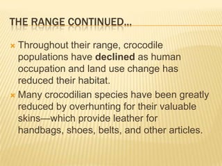 THE RANGE CONTINUED...

 Throughout their range, crocodile
  populations have declined as human
  occupation and land use change has
  reduced their habitat.
 Many crocodilian species have been greatly
  reduced by overhunting for their valuable
  skins—which provide leather for
  handbags, shoes, belts, and other articles.
 