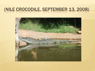 (NILE CROCODILE, SEPTEMBER 13, 2008)
 