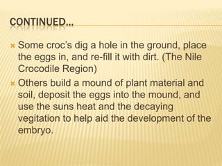 CONTINUED...

 Some croc’s dig a hole in the ground, place
  the eggs in, and re-fill it with dirt. (The Nile
  Crocodile Region)
 Others build a mound of plant material and
  soil, deposit the eggs into the mound, and
  use the suns heat and the decaying
  vegitation to help aid the development of the
  embryo.
 