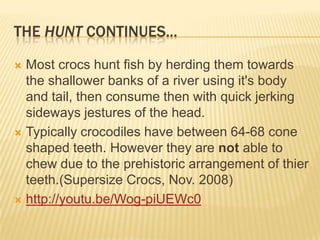 THE HUNT CONTINUES...

 Most crocs hunt fish by herding them towards
  the shallower banks of a river using it's body
  and tail, then consume then with quick jerking
  sideways jestures of the head.
 Typically crocodiles have between 64-68 cone
  shaped teeth. However they are not able to
  chew due to the prehistoric arrangement of thier
  teeth.(Supersize Crocs, Nov. 2008)
 http://youtu.be/Wog-piUEWc0
 