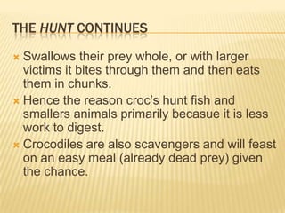 THE HUNT CONTINUES
 Swallows their prey whole, or with larger
  victims it bites through them and then eats
  them in chunks.
 Hence the reason croc’s hunt fish and
  smallers animals primarily becasue it is less
  work to digest.
 Crocodiles are also scavengers and will feast
  on an easy meal (already dead prey) given
  the chance.
 