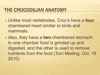 THE CROCODILIAN ANATOMY

 Unlike most vertebrates, Croc’s have a four
  chambered heart similar to birds and
  mammals.
 Also, they have a two chambered stomach.
  In one chamber food is grinded up and
  digested, and the other is used to remove
  nutrients from the food.(Tom Meding, Oct, 19
  2010)
 
