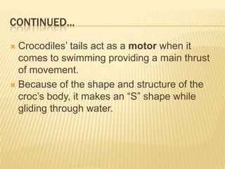 CONTINUED...

 Crocodiles’ tails act as a motor when it
  comes to swimming providing a main thrust
  of movement.
 Because of the shape and structure of the
  croc’s body, it makes an ―S‖ shape while
  gliding through water.
 