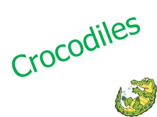 Crocodiles  
