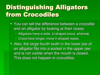 Distinguishing Alligators from Crocodiles  You can tell the difference between a crocodile and an alligator by looking at their noses:  Alligators have a wide, U-shaped snout, whereas  Crocs have longer, more V-shaped noses.  Also, the large fourth tooth in the lower jaw of an alligator fits into a socket in the upper jaw and is not visible when the mouth is closed. This does not happen in crocodiles.  