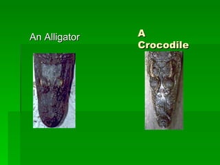 A Crocodile An Alligator 