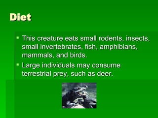 Diet This creature eats small rodents, insects, small invertebrates, fish, amphibians, mammals, and birds.  Large individuals may consume terrestrial prey, such as deer. 
