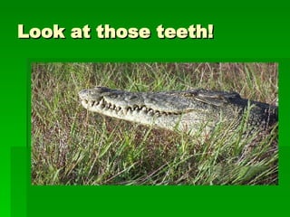 Look at those teeth! 